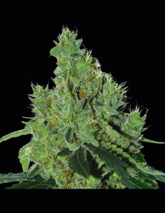 Senmbelek Cookie Strain (French Touch Seeds) 🍪 Sweet & Strong