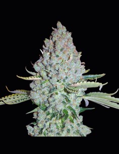 Sativa Des Rois Strain (French Touch Seeds) 🦨 A Grower’s Dream
