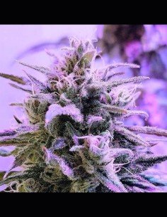 Respeto Strain (French Touch Seeds) 🍏 30% THC, Big Yields