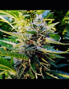 Nuttea Haze Strain (French Touch Seeds) 🍋 High Yields & Potency