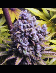 Frencheese Strain (French Touch Seeds) 🧀 Intense Flavor & Big Yields