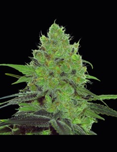 Douce Nuit Strain (French Touch Seeds) 🌙 Deep Relaxation & Huge Buds