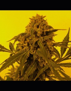 Guillotine Auto Strain (French Touch Seeds) 🍋 Fast Harvests