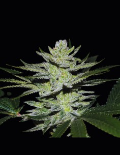 Chocolate Thai OG Strain (World of Seeds) 🍫 Sativa Power