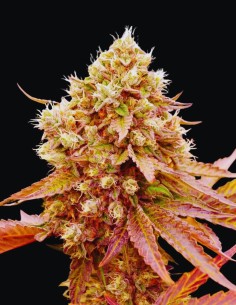 Burger Kush Early Version Strain (World of Seeds) 🍔 Ultra Fast & Potent