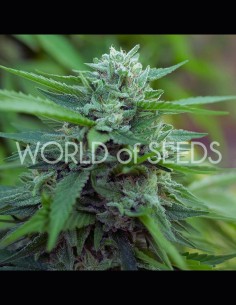 Mongolia THC Free Strain (World of Seeds) 🥞 High CBD, No THC