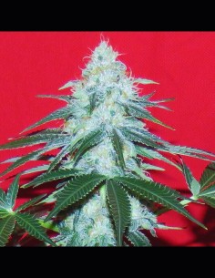 Douce Nuit Auto (French Touch Seeds) 🍯 Quick Harvest, Big Flavor