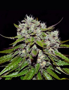 Neville's Rose Auto Strain (Delicious Seeds) 🌹 60 Days to Harvest