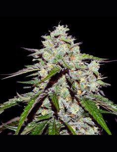 Space Cookies Auto Strain (Delicious Seeds) 🍪 Fast, Potent & Flavorful