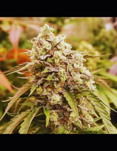 Sunday Punch Early Version Strain (Delicious Seeds) 🍋 Ultra-Fast & Potent