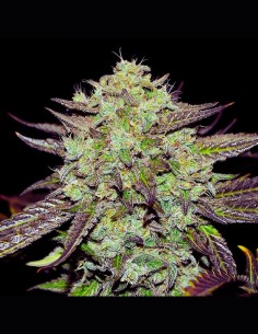 Purple Mango Kush Strain (Delicious Seeds) 🍹 Exotic & Potent