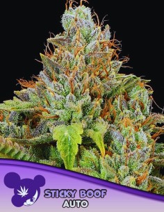 Sticky Boof Auto (Anesia Seeds) 💨 30% THC & Huge Yields