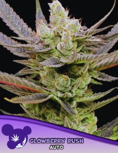 Glowberry Rush Auto  (Anesia Seeds) 🫐 Delicious, Fast & Potent