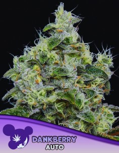 Dankberry Auto (Anesia Seeds) 🫐 Fast, Potent & Flavorful