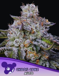 Chaos Cake Auto (Anesia Seeds) 🍰 Sweet, Potent, Resinous