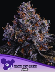 Grape Pop Rocks Auto (Anesia Seeds) 🍇 Sweet & Potent
