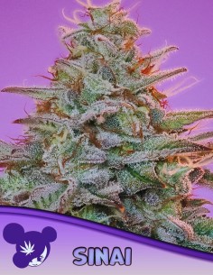 Sinai Strain (Anesia Seeds) 🧬 Pure Landrace Sativa, Huge Yields