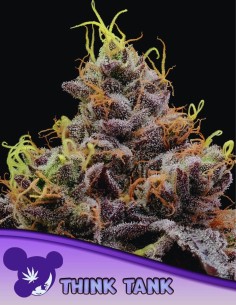 Think Tank Strain (Anesia Seeds) 🤯 41% THC & Explosive Creativity