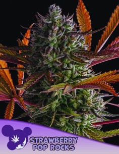 Strawberry Pop Rocks Strain (Anesia Seeds) 🍓 39% THC & Huge Yields