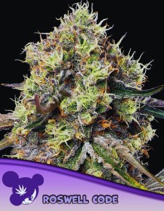 Roswell Code Strain (Anesia Seeds) 🍷 Extreme Potency & Yields