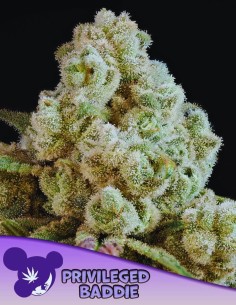 Privileged Baddie Strain (Anesia Seeds) 🍋 Power & Flavor in One