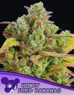 Honey Fried Bananas Strain (Anesia Seeds) 🍌 Sweet & Insanely Strong