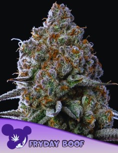 Fryday Boof Strain (Anesia Seeds) 🍒 Gassy, Berry & Mint Flavor