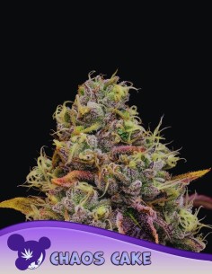 Chaos Cake Strain (Anesia Seeds) 🍰 38% THC & Huge Harvests
