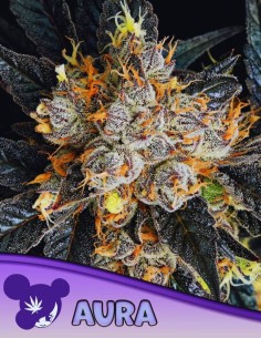 Aura Strain (Anesia Seeds) 🫐 Legendary Strength, Massive Buds