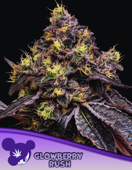 Glowberry Rush Strain (Anesia Seeds) 🍒 Extreme Potenz & Geschmack