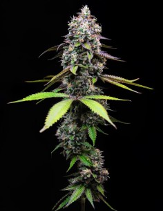 Zoap Strain (Barney’s Farm) 🍒 Huge Yields & Amazing Flavor