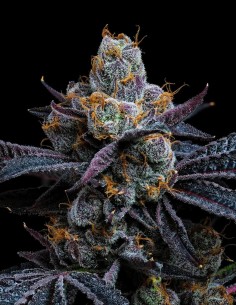 White Runtz Strain (Barney's Farm)  🍬 Flavorful & High Yields