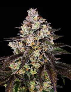 Trainwreck Strain (Barney's Farm Seeds) 🌲 Potency & Production
