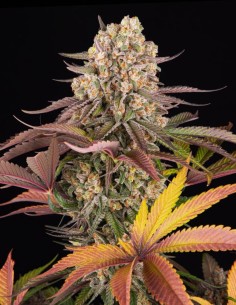 Limoncello Strain (Barney's Farm) 🍋 27% THC & Explosive Flavor