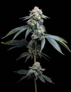 Jealousy Strain (Barney’s Farm) 🍋 29% THC & Huge Yields