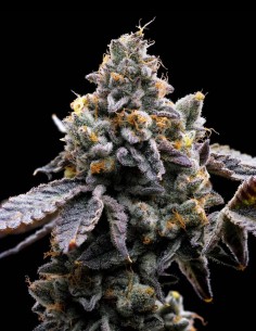 GMO Cookies Strain (Barney’s Farm) 🍪 30% THC & Intense Flavor