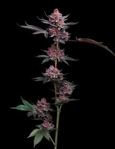 Cherry Poppers Strain (Barney’s Farm) 🍒 A Growers Dream