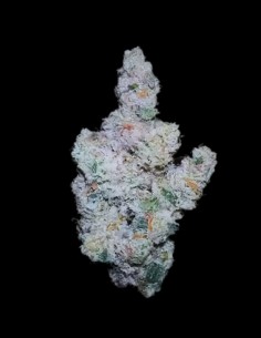 Super Boof Strain (Growers Choice) 🍒 Power, Flavor & Yields