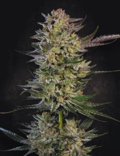 Candy Breath Strain (Paradise Seeds) 🍬 Sweet, Creamy & Potent