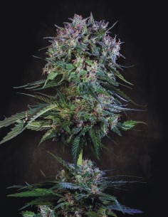 Doppler Strain (Paradise Seeds) 🍬 Short Cycle, Big Yields