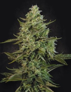 Mendo Crème Strain (Paradise Seeds) 🍬 Sweet, Potent & Resinous