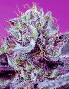 Diablo’s Delight XL Auto (Sweet Seeds) 🥭 Huge Yields & Exotic Flavors