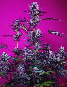 Studio 54 Stardust Auto (Sweet Seeds) 🍌 Fast & Resinous