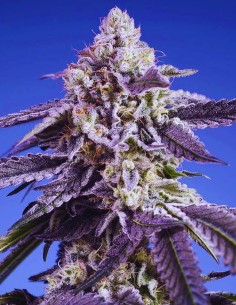 Permanent Jealousy XL Auto (Sweet Seeds) 🍋 Potent & Fast