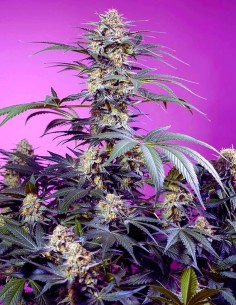 Monster Maker Strain (Sweet Seeds) 🍋 30% THC & Insane Resin