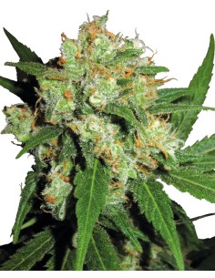 Sensi Skunk (Sensi Seeds) Semillas Regulares | ¡En Oferta!