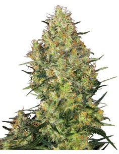 Shiva Skunk (Sensi Seeds) Semillas Regulares | ¡En Oferta!
