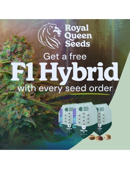 RQS F1 Hybrid Kostenlos