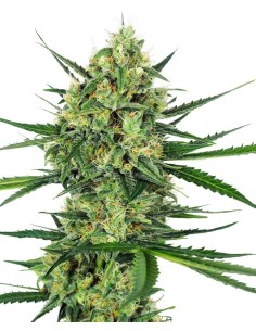 Tangerine Sugar 🍊 Feminizada de Sensi Seeds