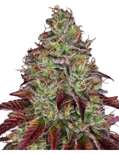 Tezla OG ☕de Sensi Seeds - Semillas Feminizadas